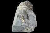 Ammonite (Promicroceras) Cluster - Somerset, England #86226-2